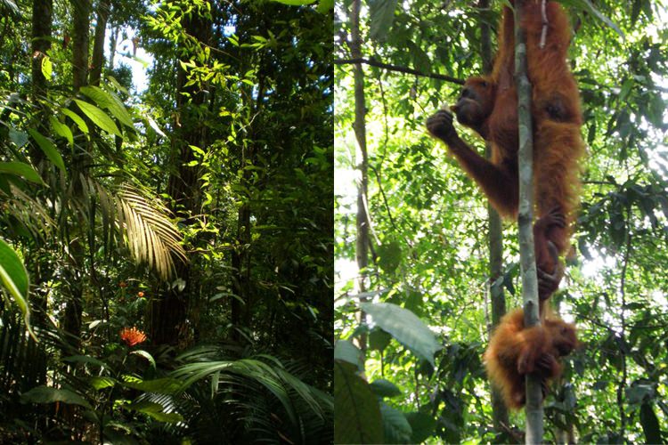 Bukit Lawang, la jungle