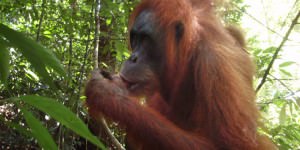 Bukit Lawang, orang-outang