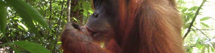 Bukit Lawang, orang-outang