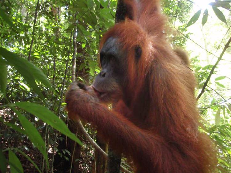 Bukit Lawang, orang-outang