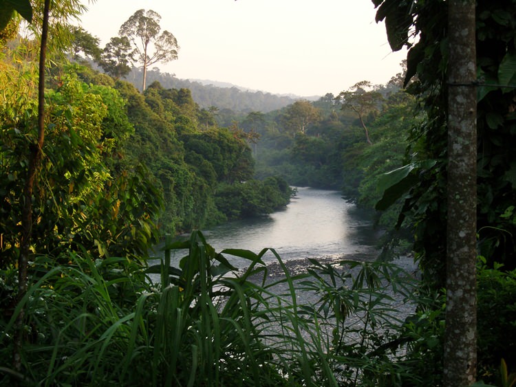 Tangkahan, la rivière