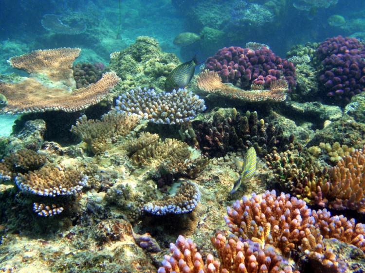 Champagne beach, Santo, Vanuatu - Coraux branchus et tabulaires