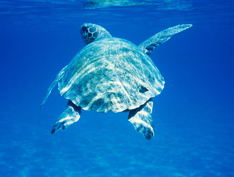 Grande tortue marine Caretta caretta