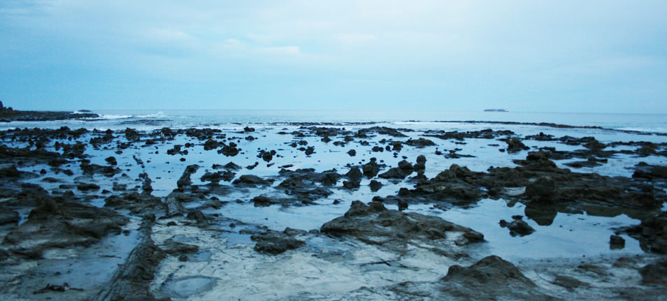 Curio Bay_Fossilized Beach