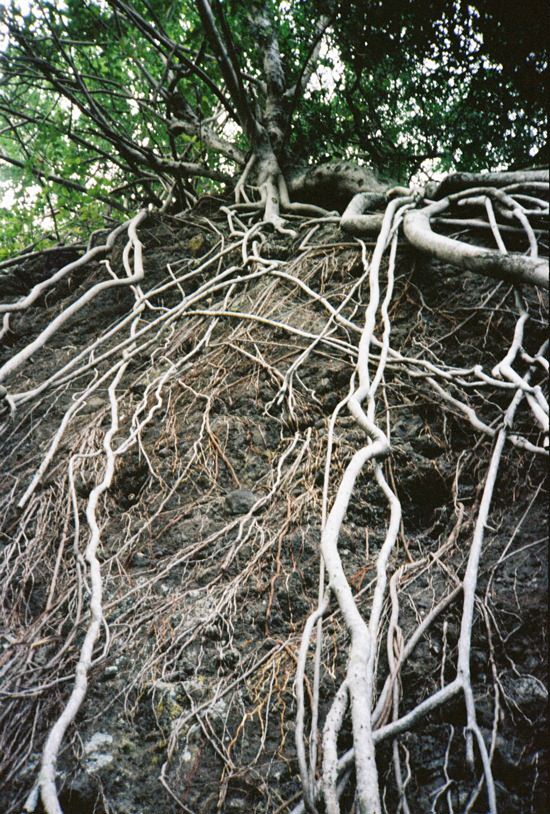 La Réunion, Olympus XA