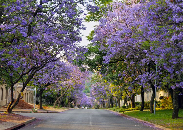 Street lined with Jacarandas, Joburg