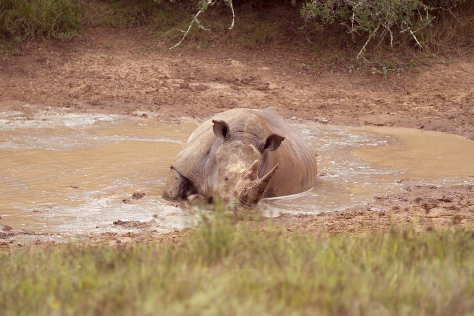 Rhinocéros