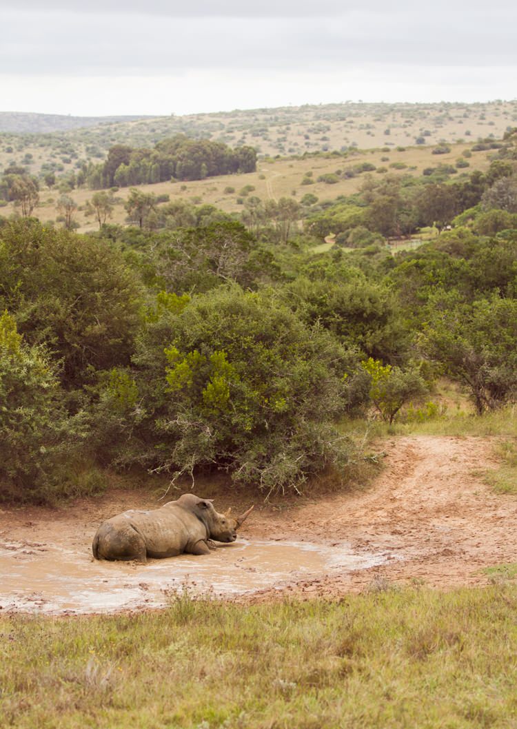 Rhinocéros