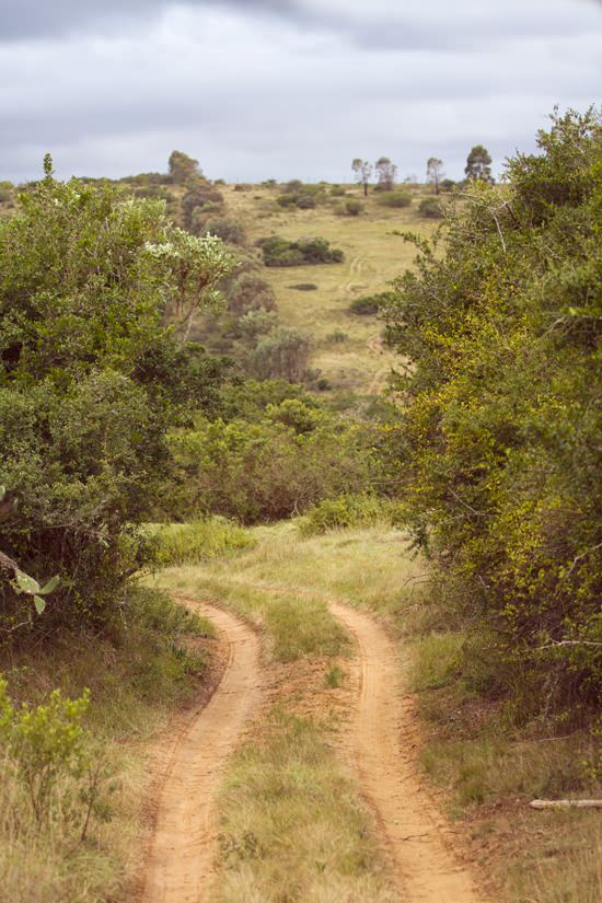 Safari Afrique du Sud