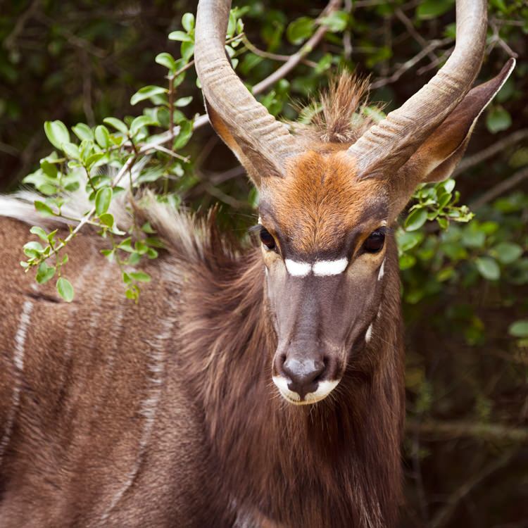 Safari Afrique du Sud