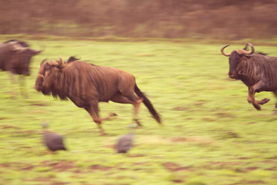 Safari Afrique du Sud