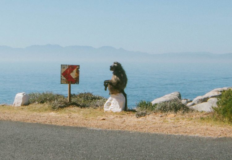 Babouin, Péninsule du Cap, Afrique du Sud