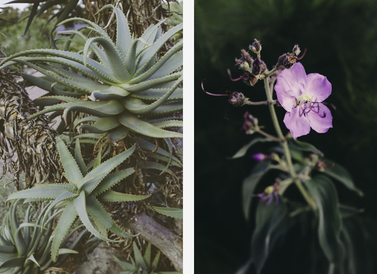 Kirstenbosch National Botanical Garden