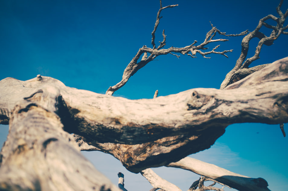 Driftwood Beach, Jekyll Island