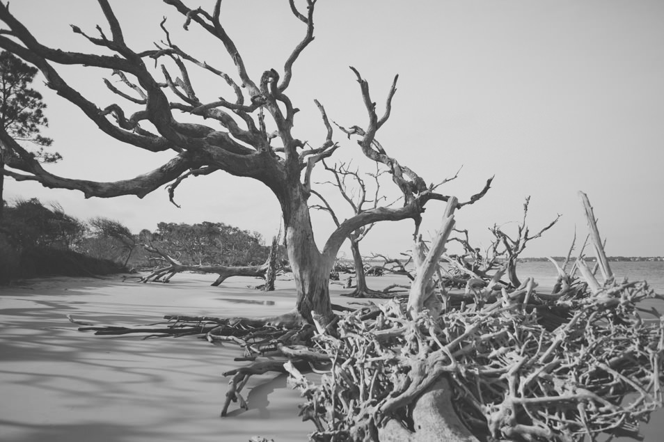 Driftwood Beach, Jekyll Island