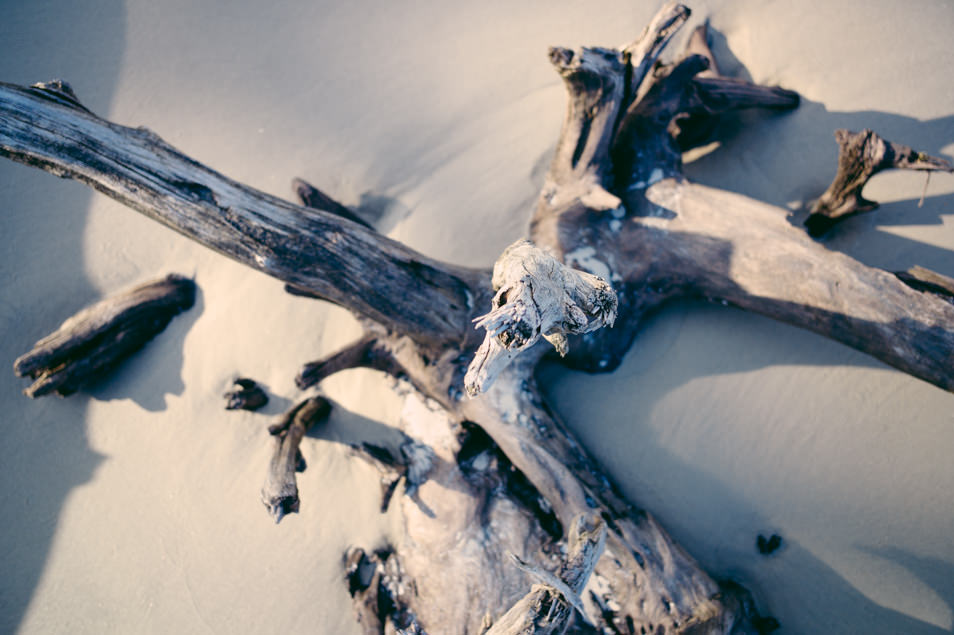 Driftwood Beach, Jekyll Island