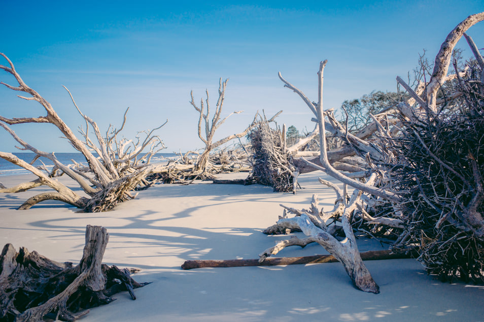 Driftwood Beach, Jekyll Island