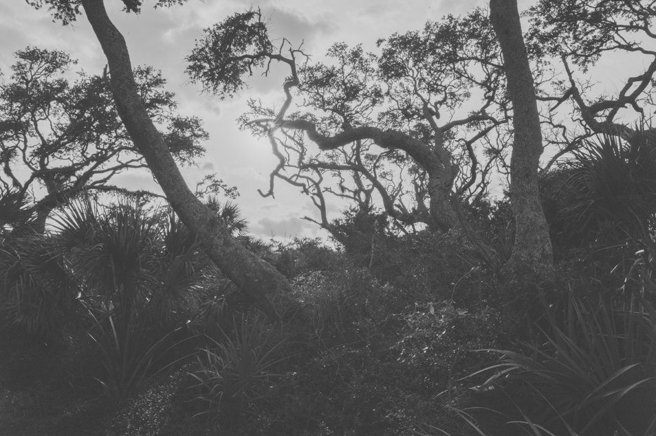 Golden Isles of Georgia, Jekyll Island