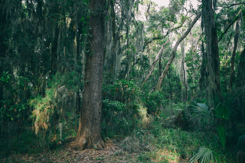 Golden Isles of Georgia, Jekyll Island