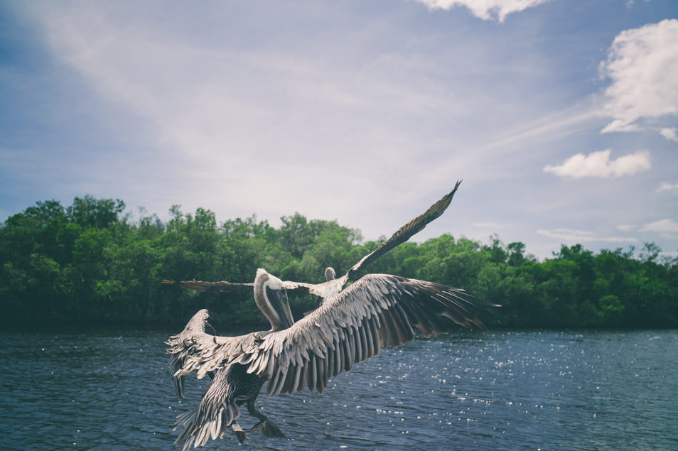 Airboat, Everglades