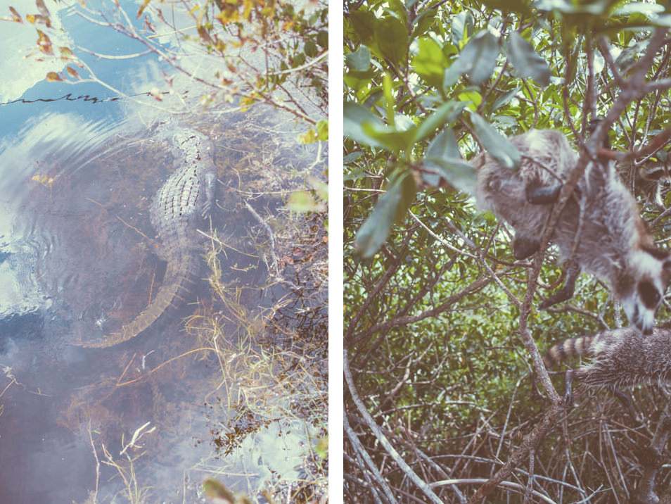 Airboat, Everglades