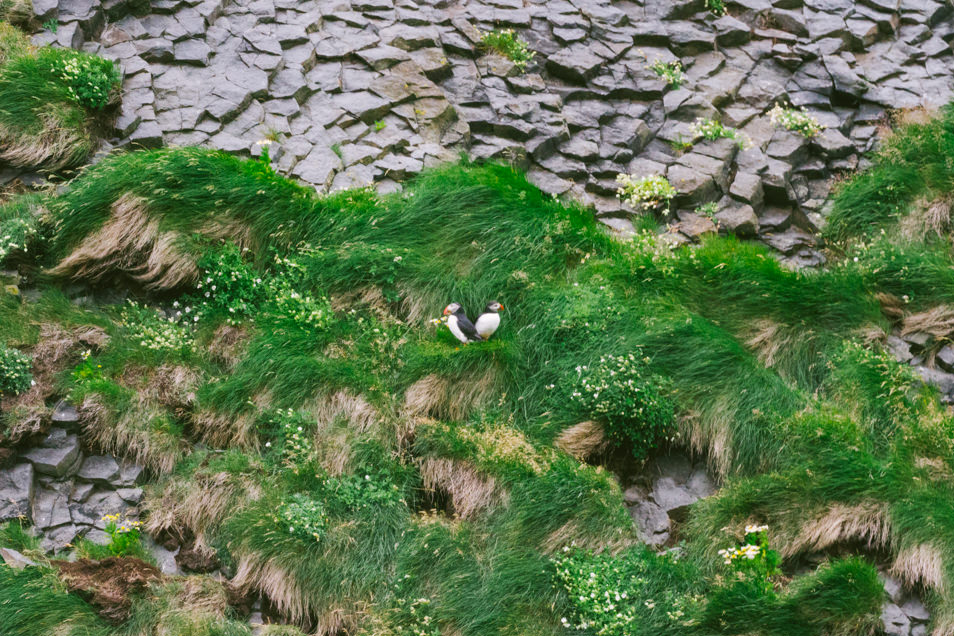 Puffins, Iles Vestmann, Islande