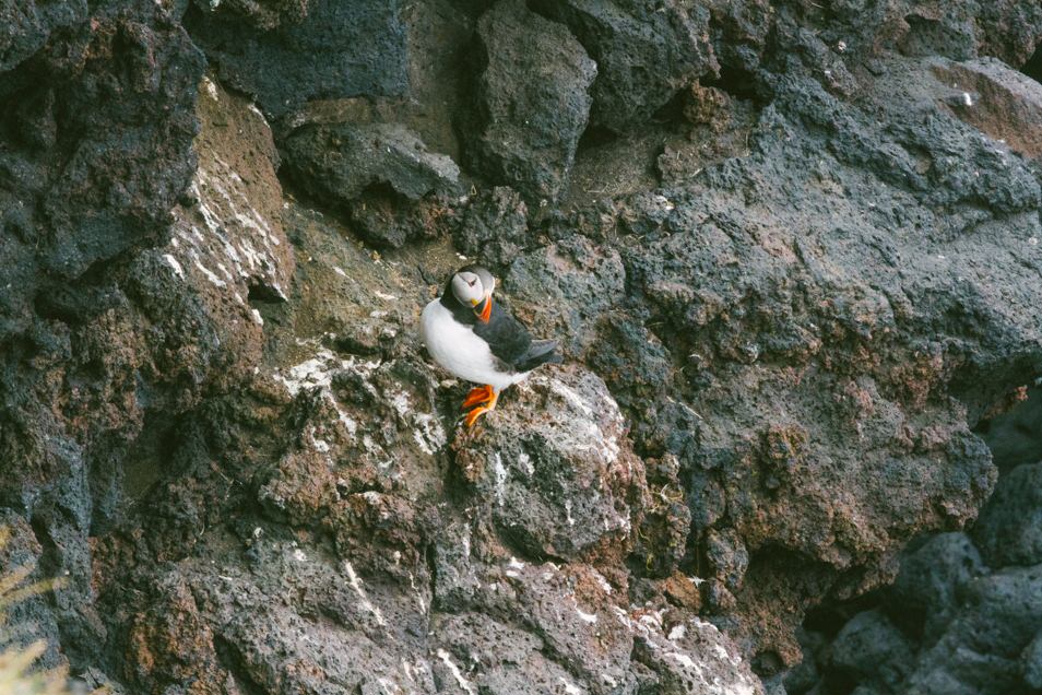 Puffins, Iles Vestmann, Islande