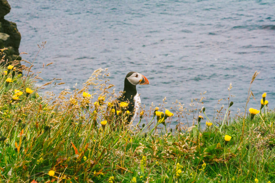 Puffins, Iles Vestmann, Islande