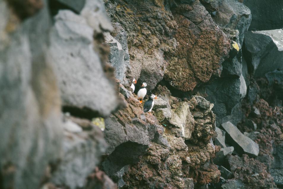 Puffins, Iles Vestmann, Islande