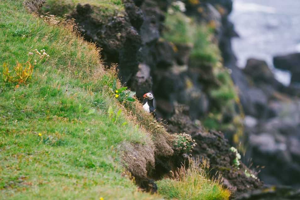 Puffins, Iles Vestmann, Islande