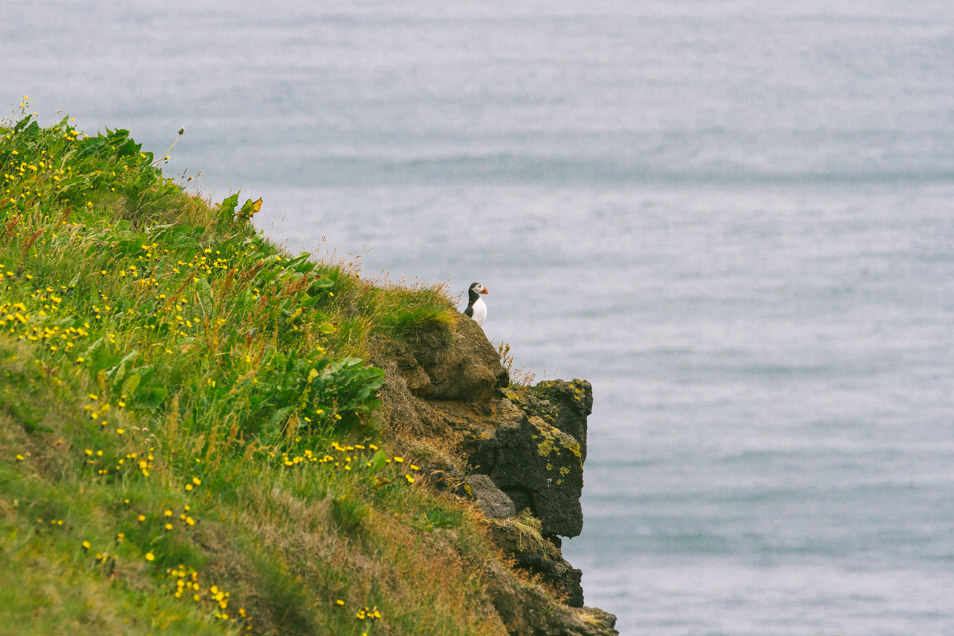 Puffins, Iles Vestmann, Islande