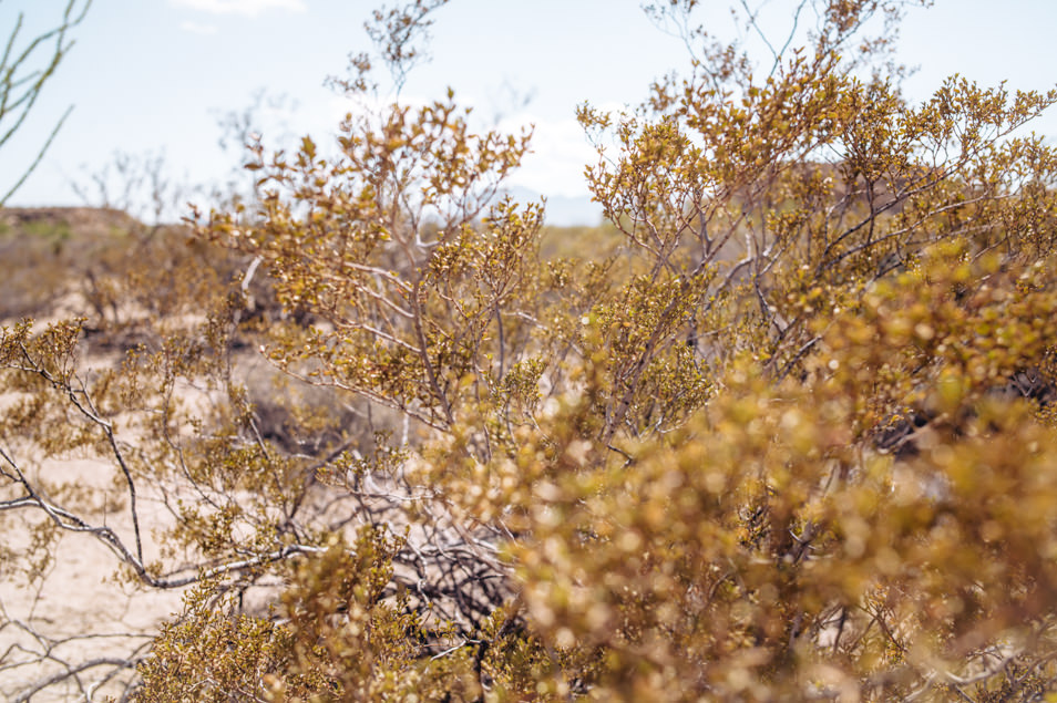 Road trip USA Texas Big Bend