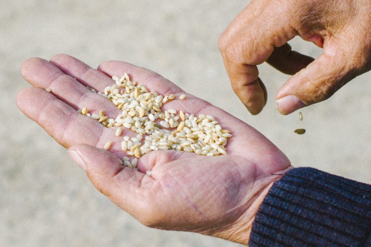 Riz du Delta de L'Ebre, Polet