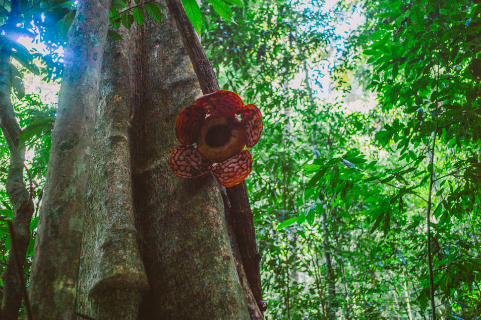 Rafflesia dans la jungle de Belum, Malaisie