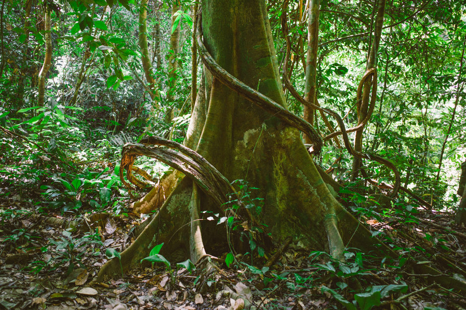 Jungle de Belum, Malaisie