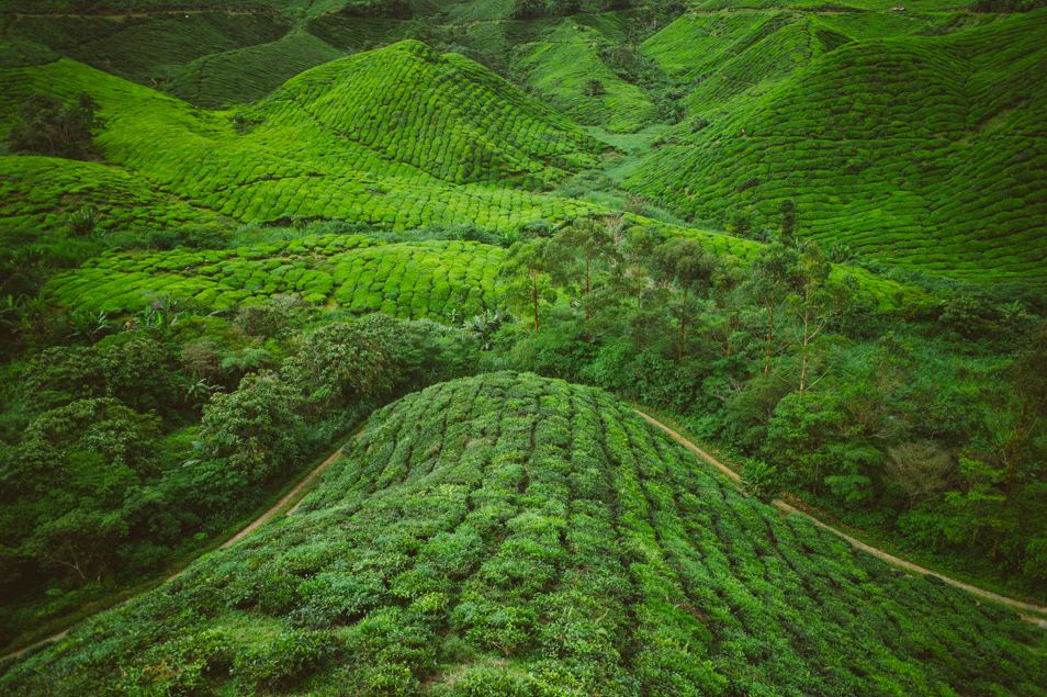 Champs de thé, Cameron Highlands, Malaisie