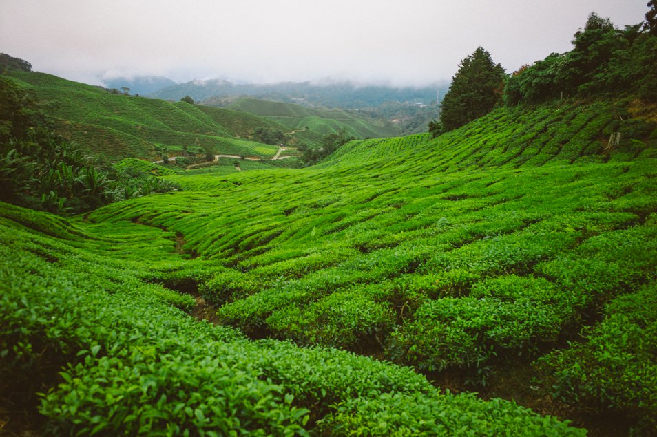 Champs de thé, Cameron Highlands, Malaisie