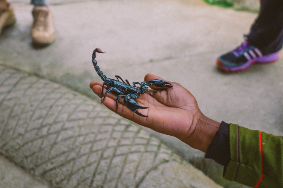 Scorpion géant, Cameron Highlands, Malaisie