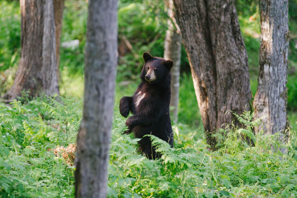 Little Big Bear Safari, road trip en Acadie, Nouveau Brunswick