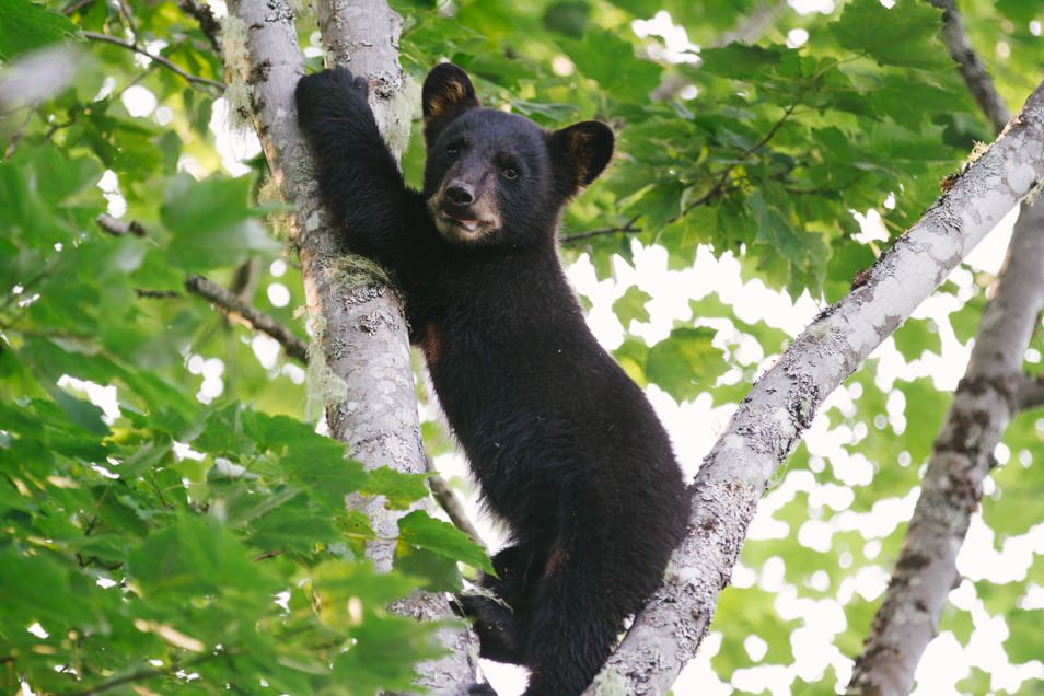 Little Big Bear Safari, road trip en Acadie, Nouveau Brunswick