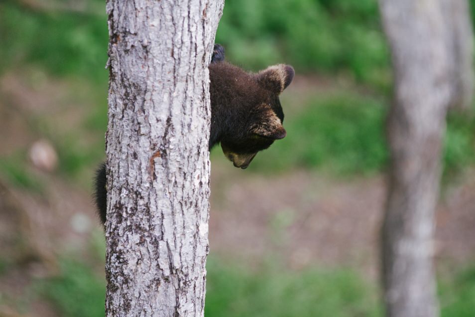 Little Big Bear Safari, road trip en Acadie, Nouveau Brunswick