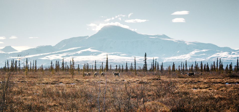 Road trip en Alaska - Caribous