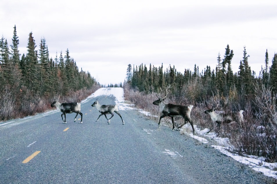 Road trip en Alaska - Caribous