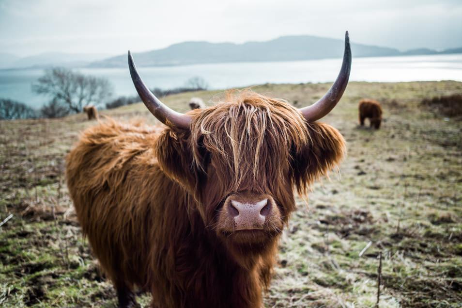 Road trip Ecosse, highland cow