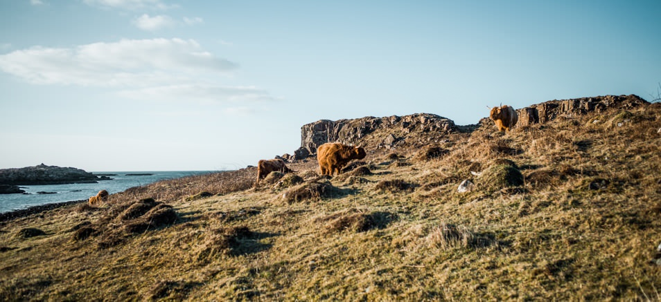 Road trip Ecosse, highland cow