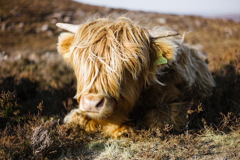Highlands cow