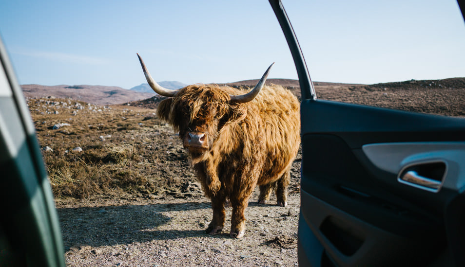 Highlands cow