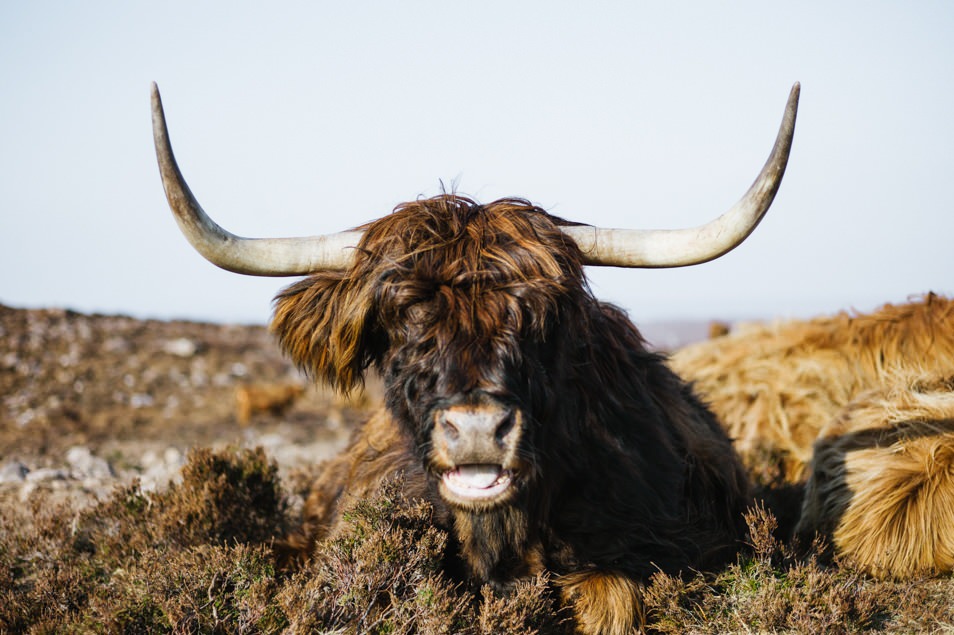 Highlands cow