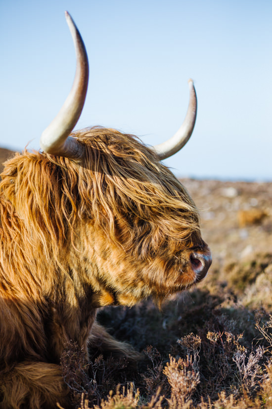 Highlands cow