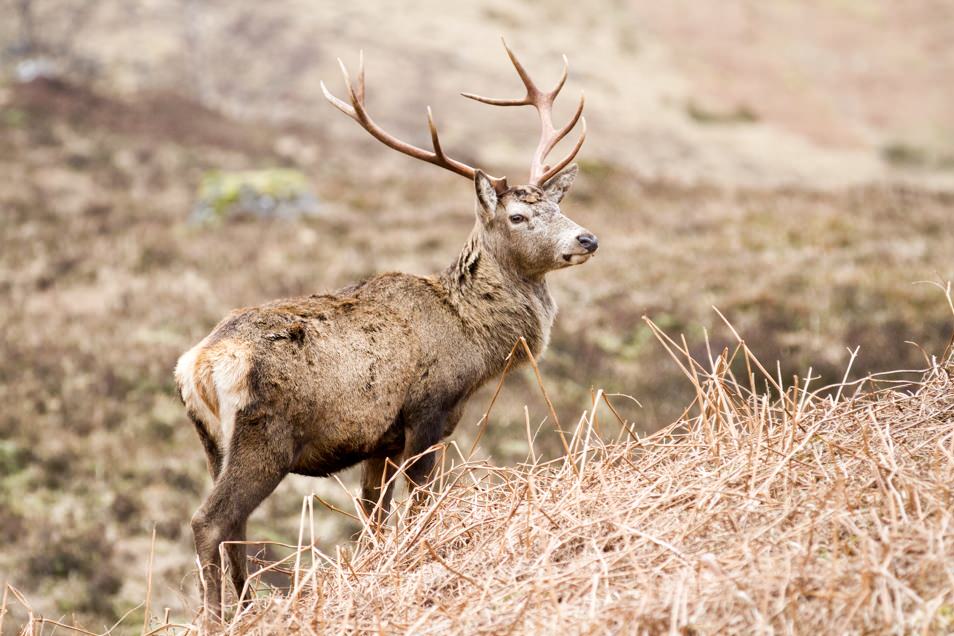 Cerf à Glen Coe